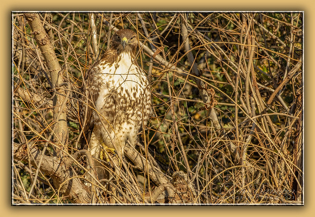 Red-tailedHawk_01