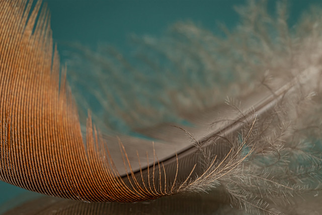 Feather Abstraction