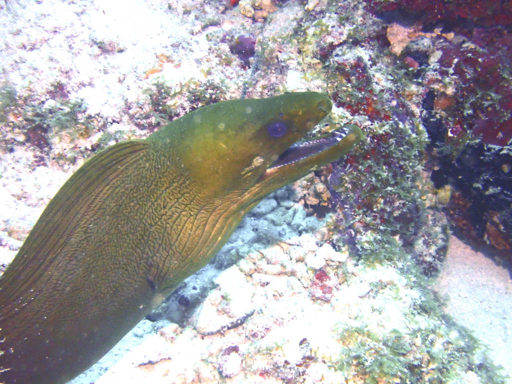 Moray eel | Dive Aruba - Bali reef, anchor reef and tire ree… | Eric ...