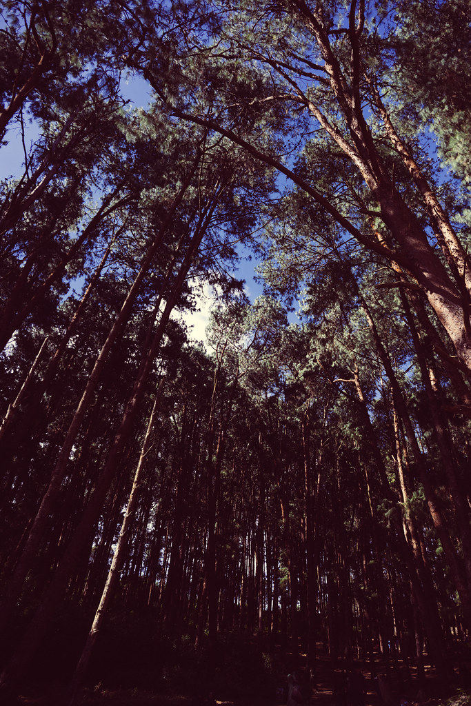 Pine Forest