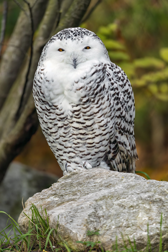 Female snowy owl on the stone