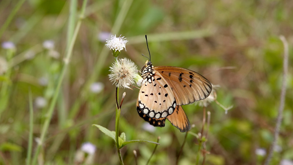 Tawny Coster Butterfly (Acraea terpsicore) ©
