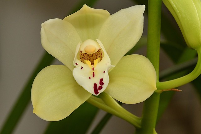 Boat Orchid (Cymbidium genus)