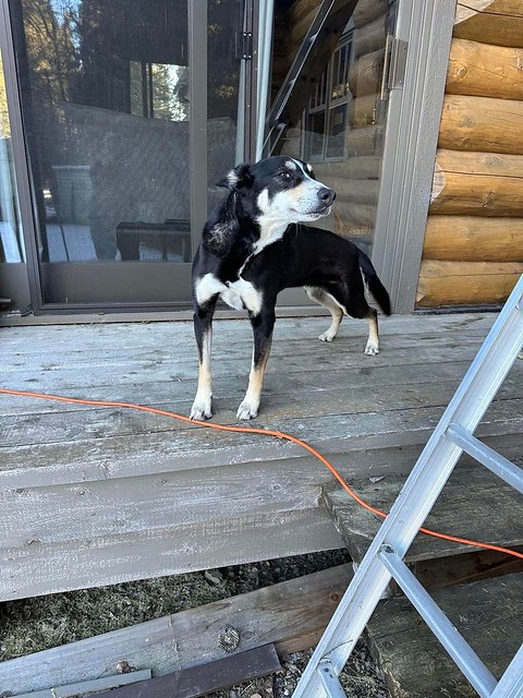 FOUND black, tan & white dog NW #cochrane off Grand Valley Rd.  Msg Patty  Pls share for owner awareness.  If claiming MUST provide proof of ownership and photo ID  This little girl came to visit us NW of Cochrane - off Grand Valley Rd. She was seen with
