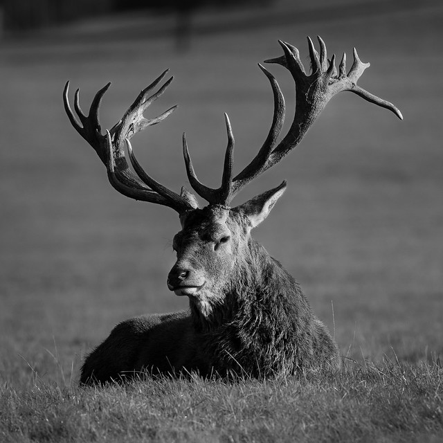 Antlers bw
