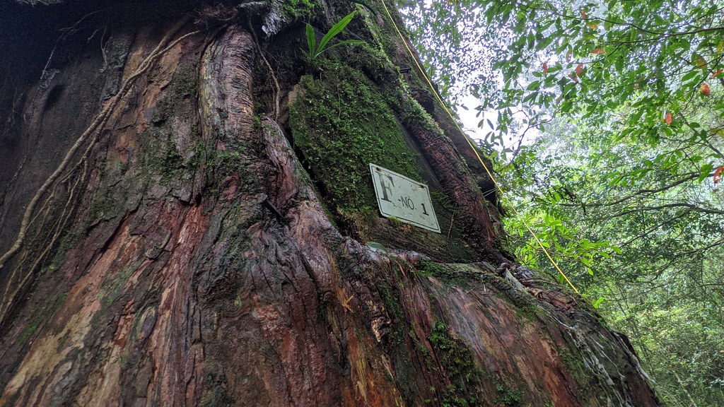 拉拉克斯一號巨木，登上樹冠層能發現有許多附生植物生長其中。攝影：徐嘉君