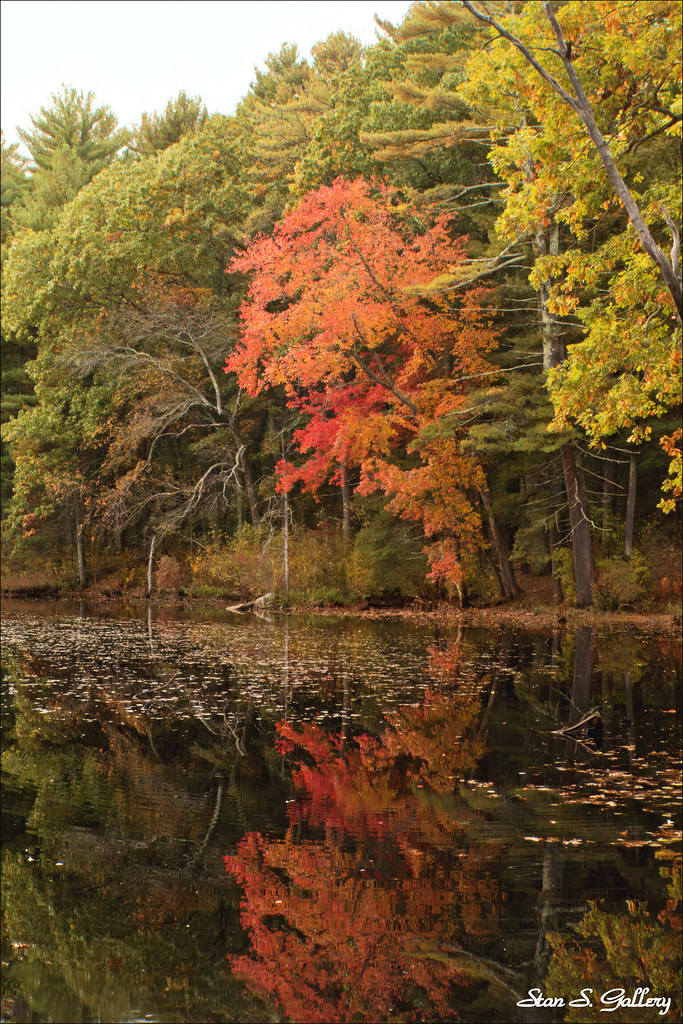 Autumn foliage in New England