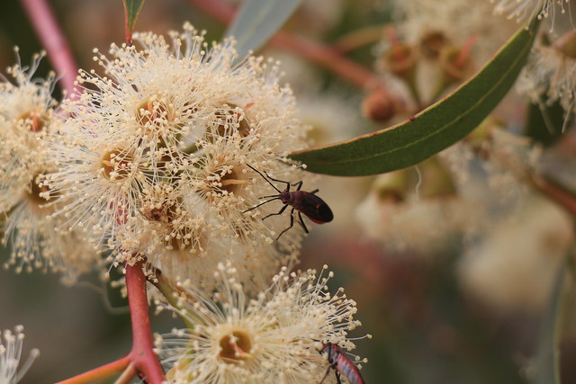 Bugs on Eucalyptus flowers