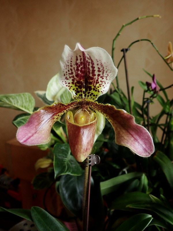joyeux noel à tous - Les orchidées chez Cloo en 2024 53438290738_4596c60d51_c