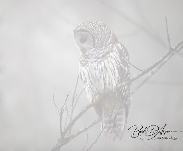 Barred Owl in the fog