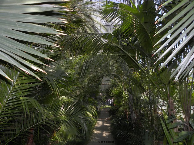 Greenhouse in Cluj botanic garden