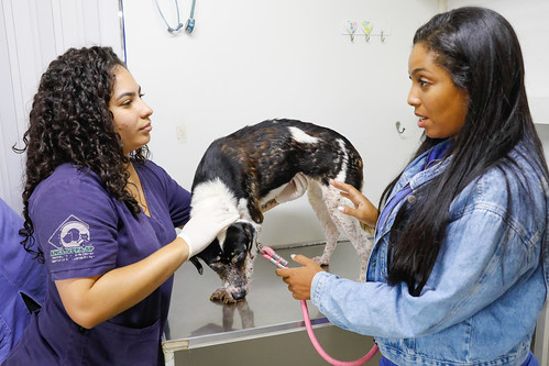 02/01/2024 - Unidade móvel oferece atendimento veterinário no Recanto das Emas