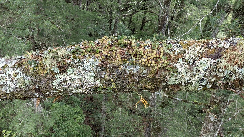 畢祿溪豆蘭等稀有的附生植物成為具有攀樹技術的植物獵人所獵取的對象。攝影：徐嘉君