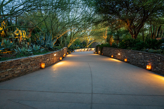 Las Noches de las Luminarias - Garden Path - Desert Botanical Garden