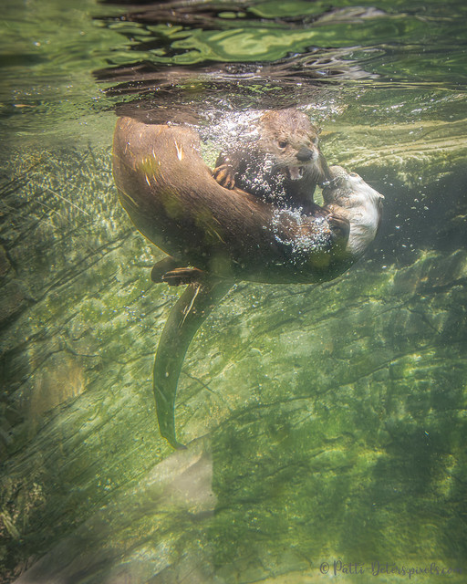Otter Underwater Fun