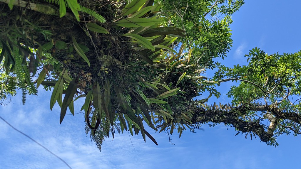 在福山植物園登上一棵大樹，才發現之前沒記錄到的大芙樂蘭。攝影：徐嘉君