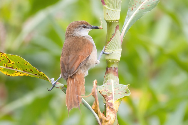Yellow-chinned Spinetail (Certhiaxis cinnamomeus)