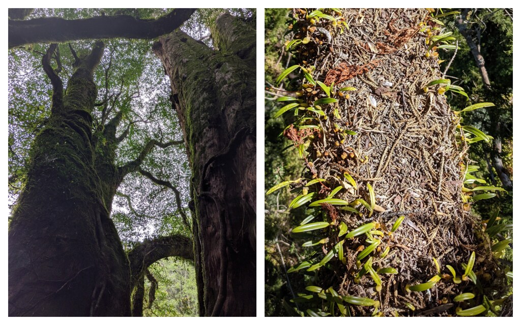 左：大樹複雜的枝葉系統及開展的樹冠層能維持穩定的微氣候。右：倚天劍巨木上飛鼠專用的綠花寶石蘭床墊。攝影：徐嘉君
