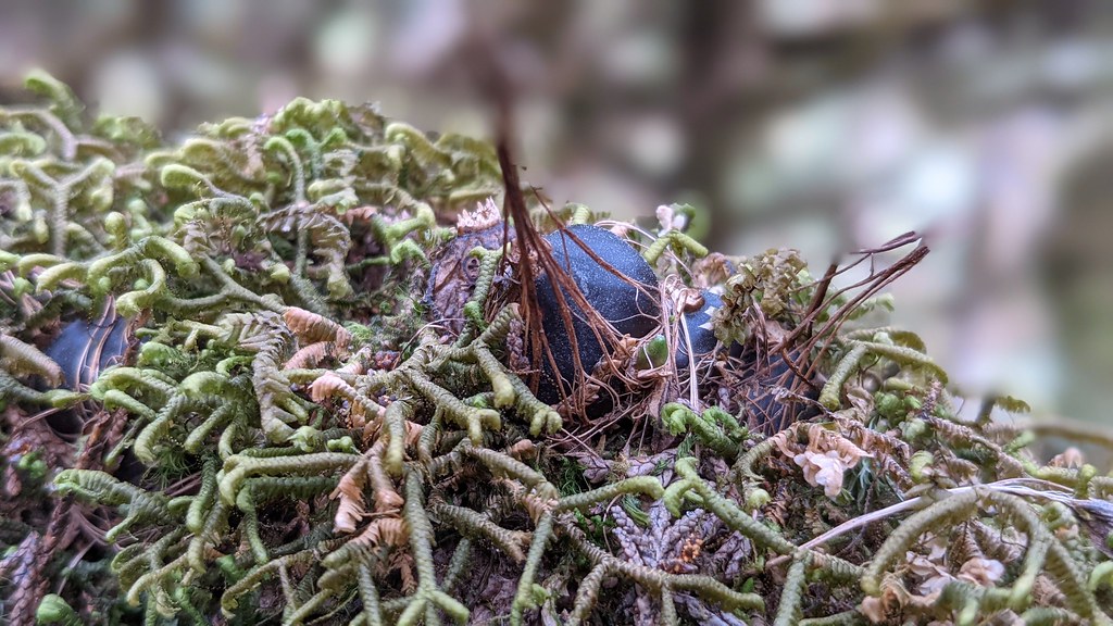 沒有得到春雨滋潤的一葉蘭球莖仍在休眠中。攝影：徐嘉君