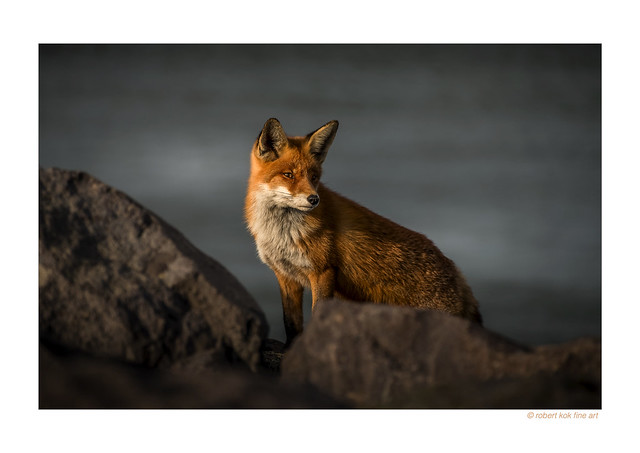 Fox on the rocks!