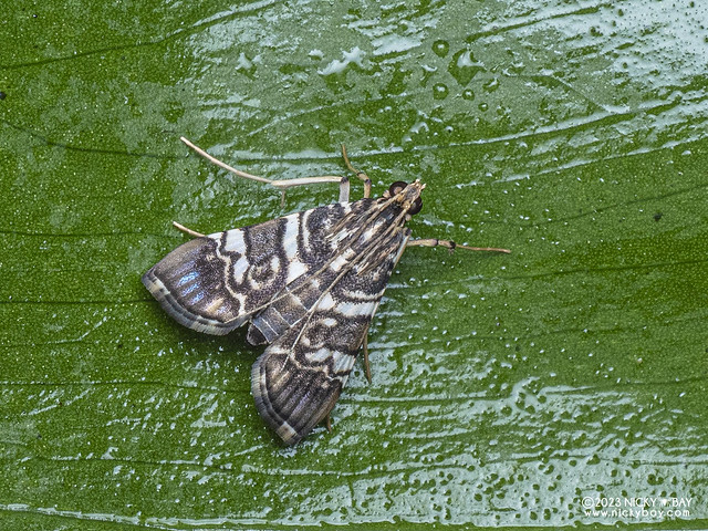 Pearl moth (Spilomelinae) - PC166387