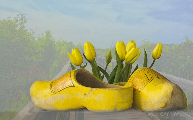 Tulips & Wooden Shoes...