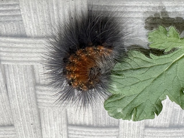 Caterpillar in my garden
