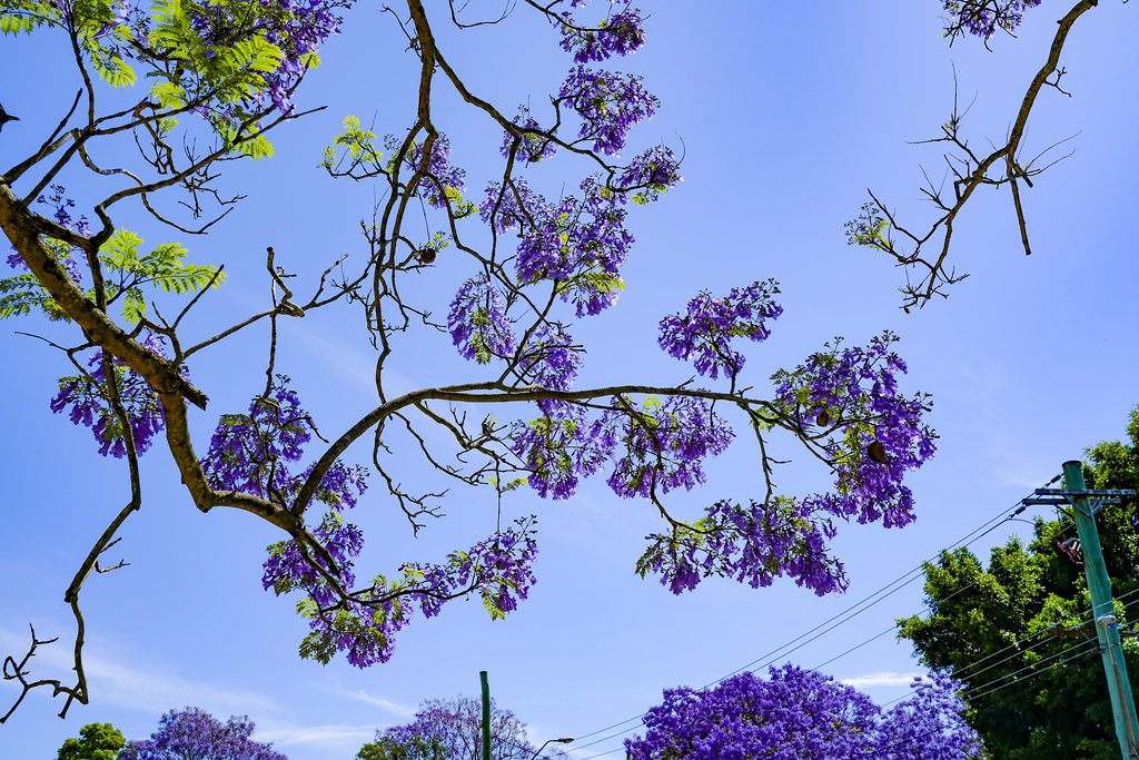 Jacaranda blossoms.