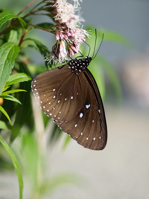 Blue Striped Crow Butterfly