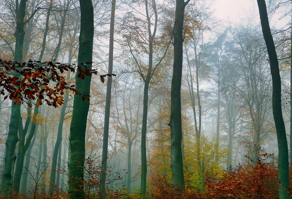 Foggy Beech-Forest
