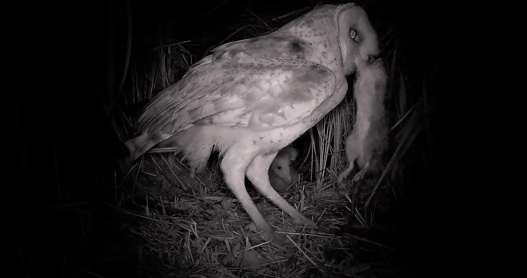 草鴞是暗夜荒野的捕鼠高手，高雄鳥會提供，許晉榮 攝.jpg