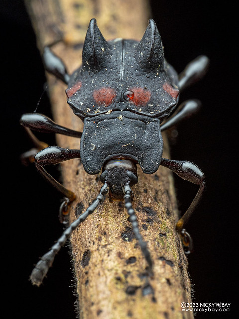 Handsome fungus beetle (Amphisternus vomeratus) - PC176814