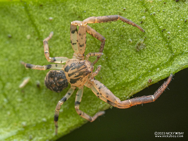 Crab spider (Pycnaxis sp.) - PC166506