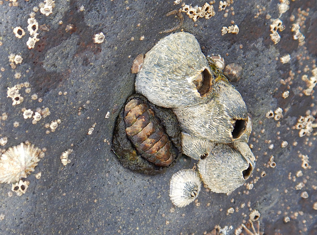 Barnacles and Chiton shell
