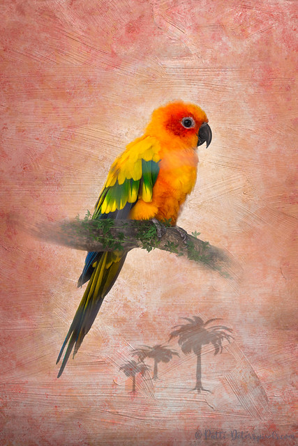 Parakeet Sun Conures Perch
