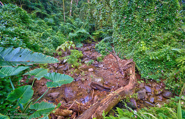 Waihï Stream in the Mānoa Valley along the Mānoa Falls Trail - Honolulu, Oahu, Hawaii