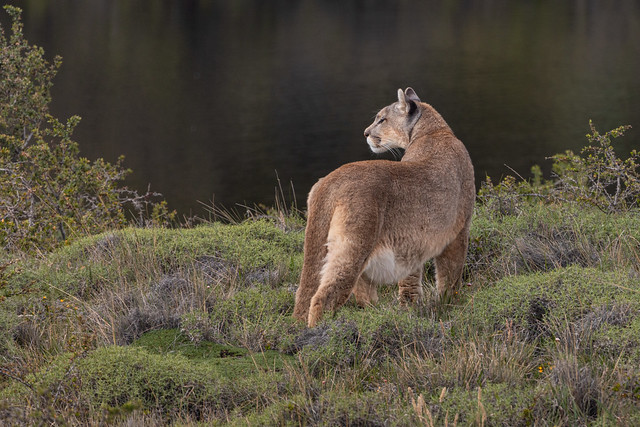 Puma hembra. Parque Nacional de Las Torres del Pine