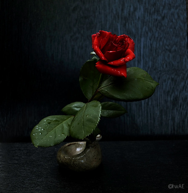Still Life with 1 tiny red rose & a Japanese mini vase