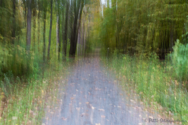 Forest Path Blur