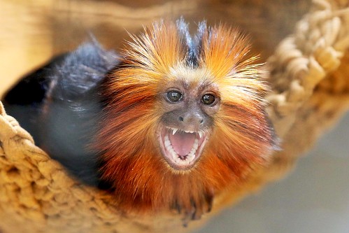 03/01/2024 - Dez novos primatas são recebidos pelo Zoológico de Brasília em 2023