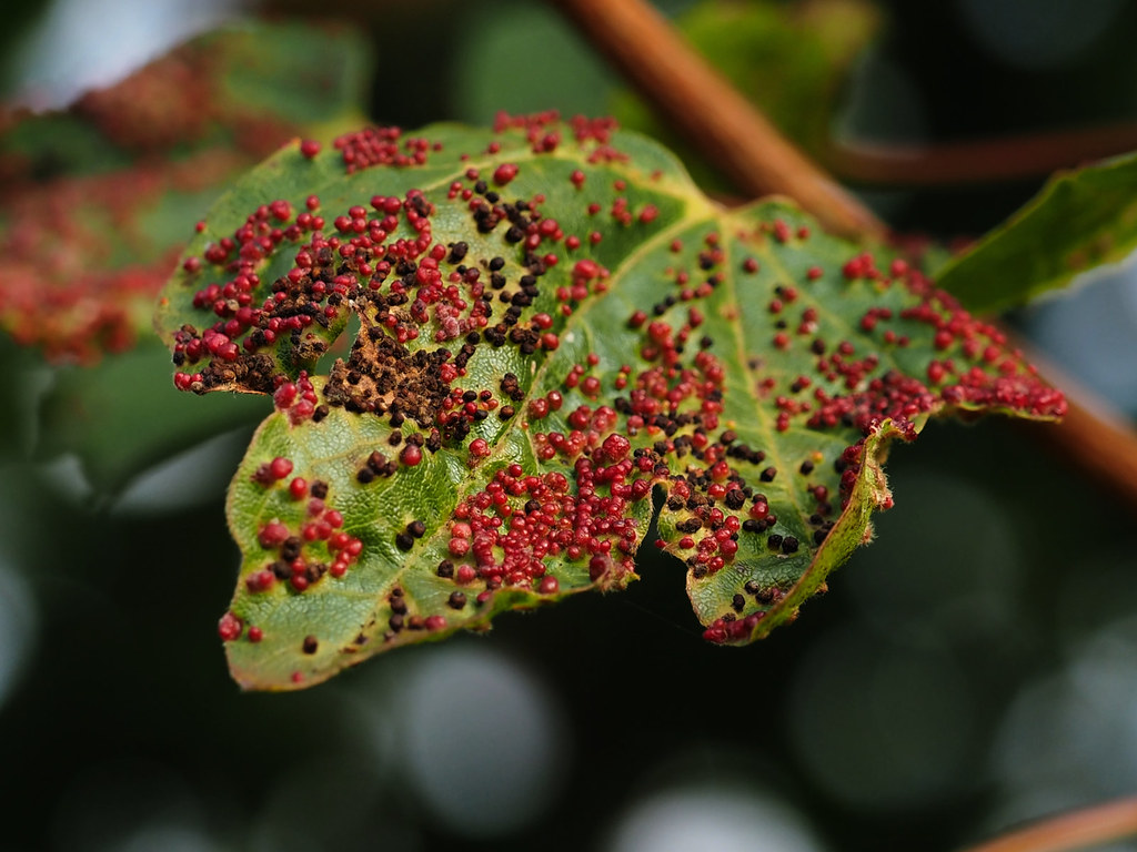 red mite gall