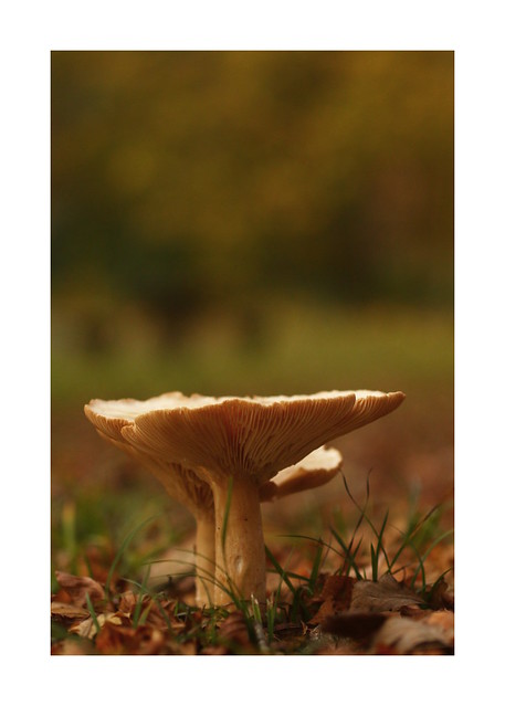 Common Funnel mushroom at Eartham Woods, West Sussex
