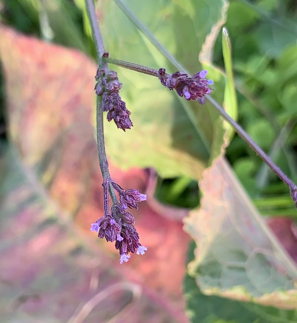 Small purple stems and tiny flowers