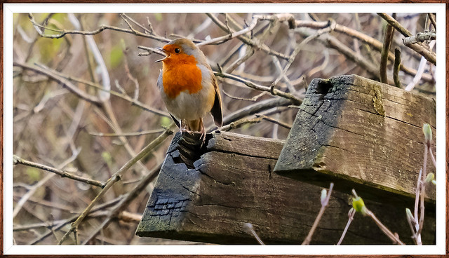 Morning Bird Song..Robin