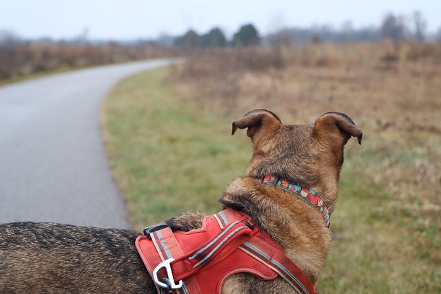 Runyon's Visit to Rolling Hills County Park (Ypsilanti, Michigan) - December 31st, 2023 - 365/2023  203/P365Year16  5681/P365all-time – (December 31, 2023)