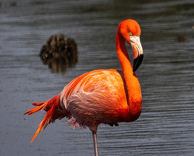 Sleeping Beauty - American Flamingo