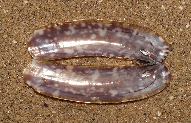 Razor clam (Ensiculus marmoratus) under side