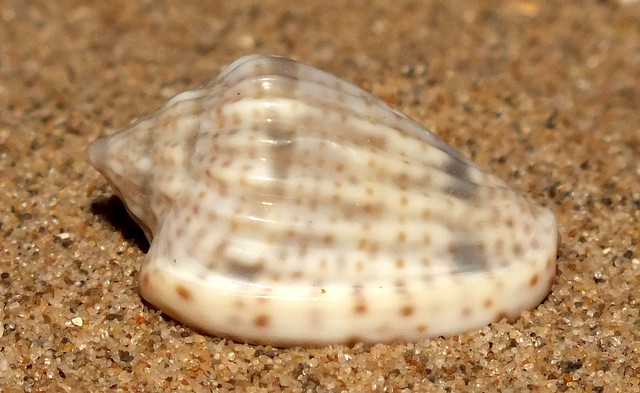 Red sea margin snail (Glabella obtusa)