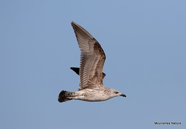 0S8A6408. Yellow-legged Gull (Larus michahellis) 1w