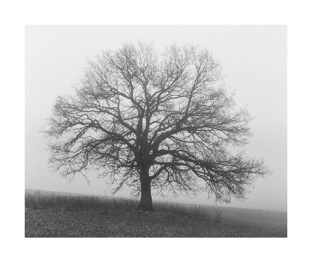 Oak tree in mist